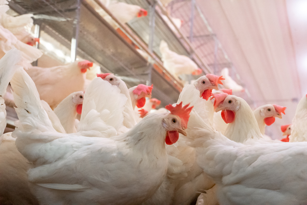Poules pondeuses dans un environnement sain et sanitaire.